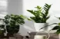 עציצים וצמחייה מלאכותית - כדים, אדניות וצמחים מעוצבים